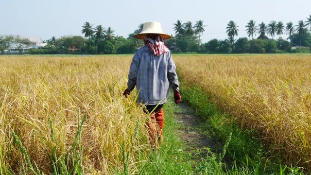 4K footage of the farmer is walking into the rice filed in Thailand, southeast Asia.