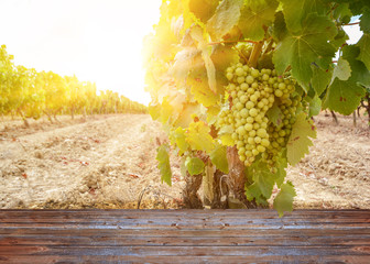 Weinberg im Sommer bei Sonnenuntergang, Weintrauben vor der Ernte bei Weingut, Spanien Europa