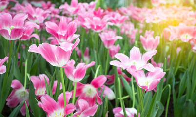 Pink tulips flower blooming blossom with sunshine morning in the botanic garden.