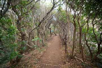 A forest view with lots of plants, Toji, Shimoda, Shizuoka, Japan