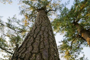Matsu photo taken under the tree, Minami Izu, SHizuoka, Japan