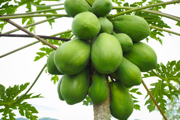 Nature fresh green papaya on tree with fruits.
