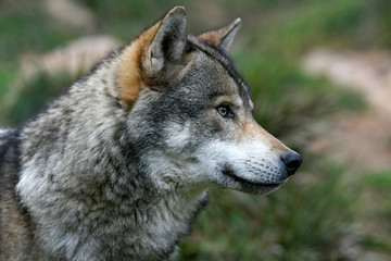 Europäischer Wolf (Canis lupus lupus) - gray wolf © bennytrapp