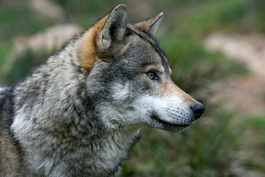 Europ&auml;ischer Wolf (Canis lupus lupus) - gray wolf