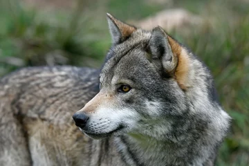 Deurstickers Europese wolf (Canis lupus lupus) - grijze wolf © bennytrapp