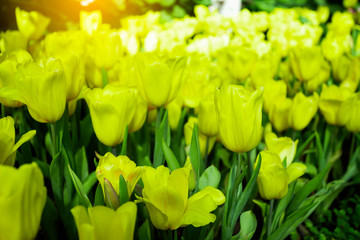 Yellow tulips flower blooming blossom with sunshine morning in the botanic garden.