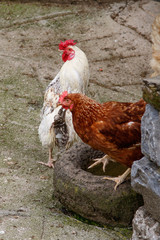 Gallinas en el corral