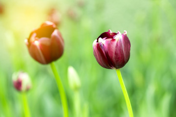 Violet tulips flower blooming blossom with sunshine morning in the botanic garden.