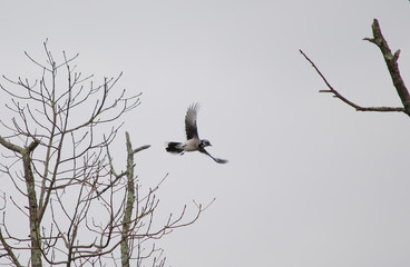 Blue Jay Flying