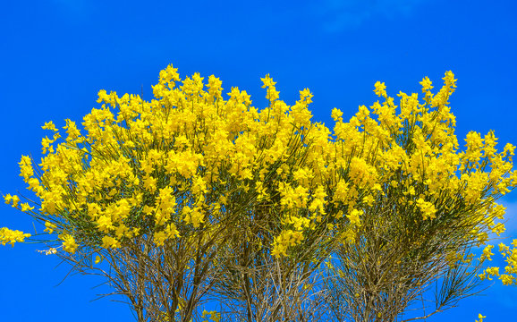 Genista scorpius, aliaga o aulaga, arbusto con flores amarillas de la familia de las fab&aacute;ceas sobre fondo azul 