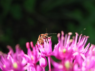 Little red beetle in violet flowers.