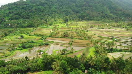 Fototapeta na wymiar Flying over rice terrace fields, green 4K drone footage. Bali island, Indonesia.