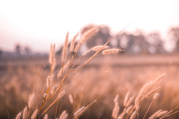 Selective focus gold beard grass with silhouette and sunset beautiful , The scientific name is Chrysopogon aciculatus , The concept is hopeful and refreshing or lonely.