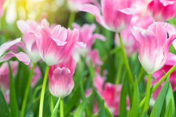 Fototapeta na wymiar Pink tulips flower blooming blossom with sunshine morning in the botanic garden.