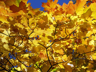 beautiful Golden maple leaves in autumn against the blue sky