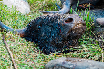 Yak was killed for food, China