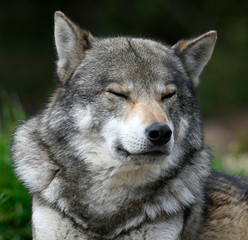Europäischer Wolf (Canis lupus lupus) - gray wolf