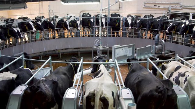 Automatic milking carousel system at the dairy farm