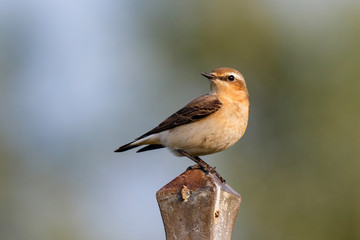 Northern Wheatear sitting on an iron pole of a fench in the meadows in the Netherlands