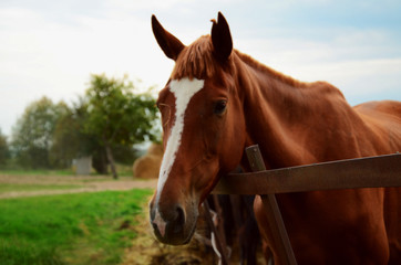 Obraz premium Brązowy koń