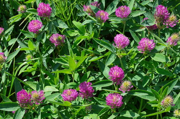Clover meadow (lat. Trifolium pratense) blooms on the field