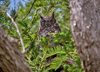 Spotted Eagle Owl with eyes closed, resting on a branch of large tree, appearing between large branch of an eveergreen