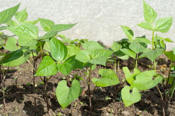 Bushes beans growing on a bed in the garden