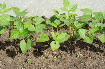 Shoots of Bush beans on a bed in the garden