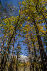 紅葉の上高地　カラマツ林と北アルプス