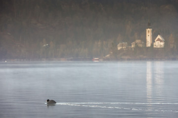 Euroasian coot floating on lake Bled with the Bled island in the background