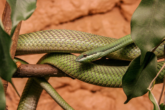 close up image of a beautiful Green Mamba