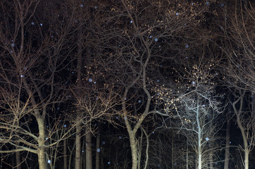 Snowing in forest at night