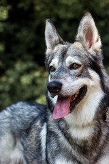 Well detailed Picture of a beautiful, fluffy and lovely white and grey puppy of siberian husky, watching focused away and smiling. The background is blurred. This samoyed has a big ears and tongue
