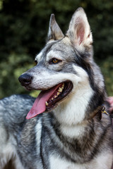 Well detailed Picture of a beautiful, fluffy and lovely white and grey puppy of siberian husky, watching focused away and smiling. The background is blurred. This samoyed has a big ears and tongue