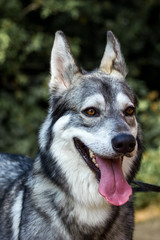Well detailed Picture of a beautiful, fluffy and lovely white and grey puppy of siberian husky, watching focused away and smiling. The background is blurred. This samoyed has a big ears and tongue
