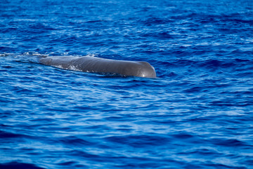 A sperm whale in the blue atlantic near the Azores archipelago 
