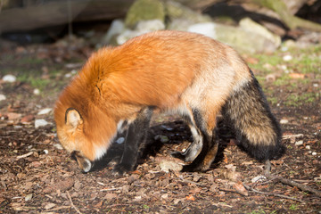 Orange fox