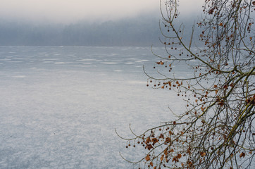 Tree on iced river at raining winter day