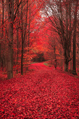 red forest in autumn