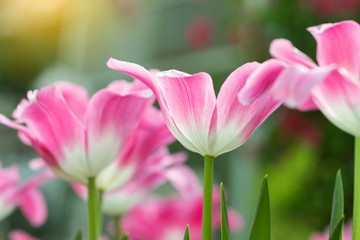 Pink tulips flower blooming blossom with sunshine morning in the botanic garden.