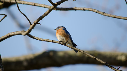 Eastern Bluebird