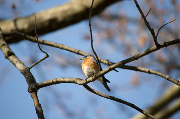 Eastern Bluebird