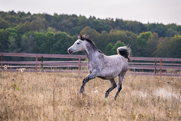 Horse galloping