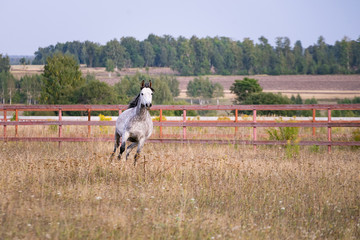 Fototapeta premium Horse running
