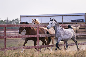 Horses galloping