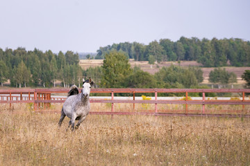 Horse galloping