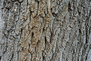 closeup of tree bark