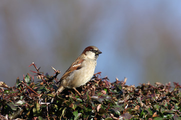 passer domesticus  heißt der hausspatz