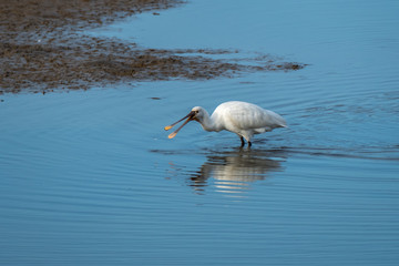 Spoonbill wintering in Hayle estuary Cornwall