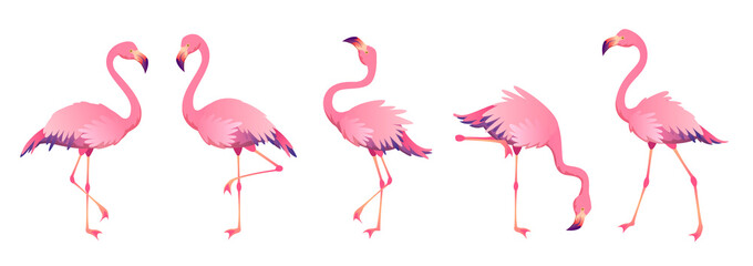 Pink flamingos. Cute flamingo animal exotic nature wild fauna zoo bird beak plumage legs tropical african beach art